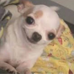 Meet your Posher, Chasmin